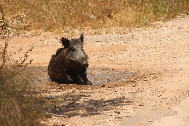 Minik domuzu görenler önce korktu yakından bakınca mevzu güldürdü - Resim: 3