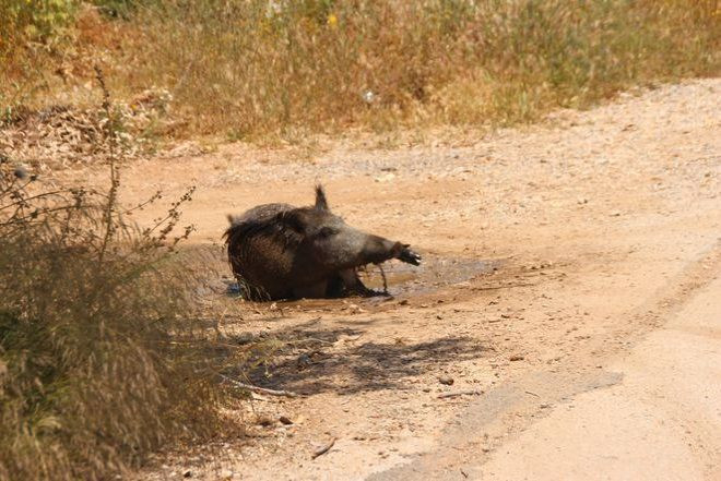 Minik domuzu görenler önce korktu yakından bakınca mevzu güldürdü - Resim: 4