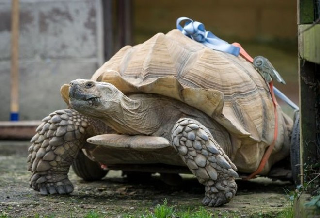 Kaplumbağanın sakat kalma nedeni çok şaşıracaksınız - Resim: 3