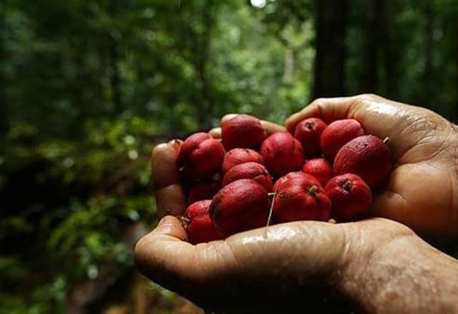 Blushwood meyvesi kanser hastalarına umut oldu - Resim: 3