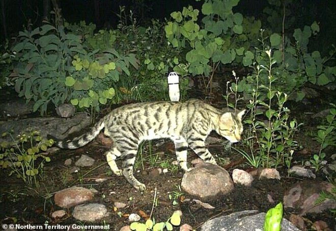 Zehirli sosislerle, 2 milyon kedi katledilecek! - Resim: 3