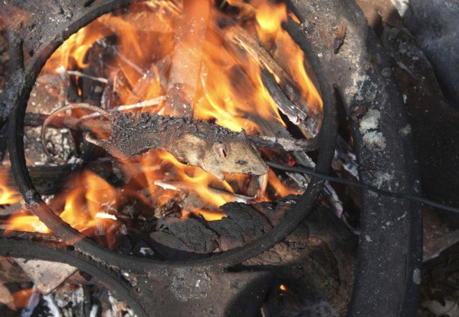 'Şişte fare' pişirip yol kenarında satıyorlar böyle girişimci ruh görülmedi - Resim: 4