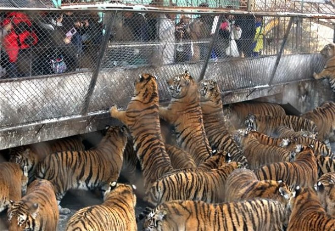 Bu nasıl insanlık eğlence diye izliyorlar! - Resim: 1