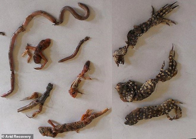 Zehirli sosislerle, 2 milyon kedi katledilecek! - Resim: 4