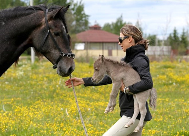Rusya'da dünyanın en küçük tayı doğdu - Resim: 1