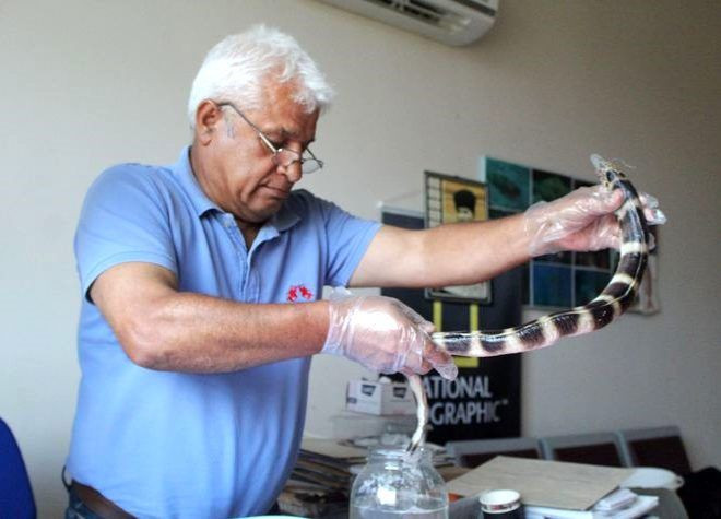 Balıkçıları korkutan av! Atlas Okyanusu'nu geçti ilk kez Antalya'da görüldü - Resim: 1