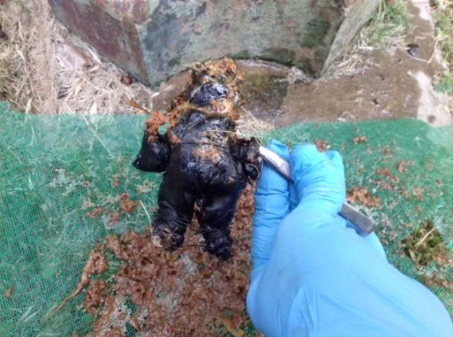 Bahçesinde bir kavanoz buldu içinden çıkanlar şoke etti - Resim: 4