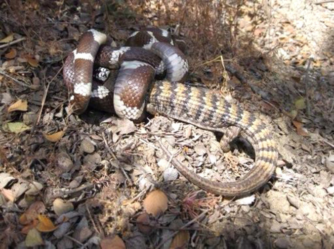 İnanılmaz kare! Ölüm kalım savaşı verdiler galibi ise... - Resim: 1