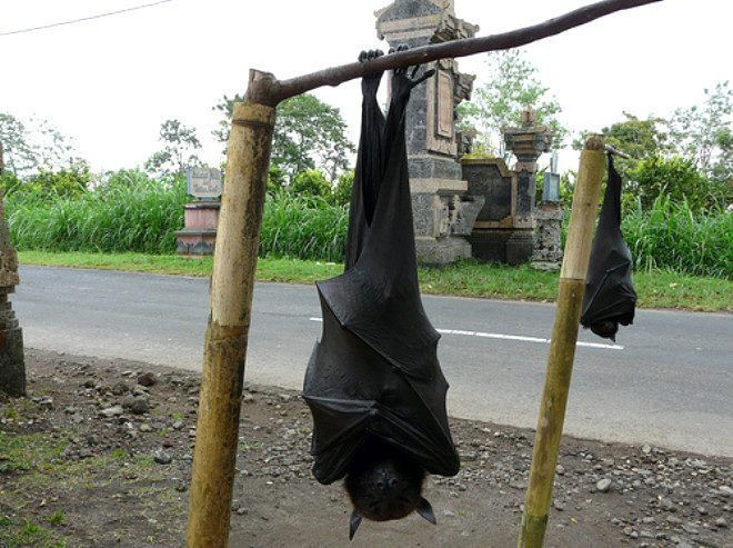 Sosyal medyayı çalkalayan insan boyundaki yarasalar! Photoshop değil gerçek - Resim: 4