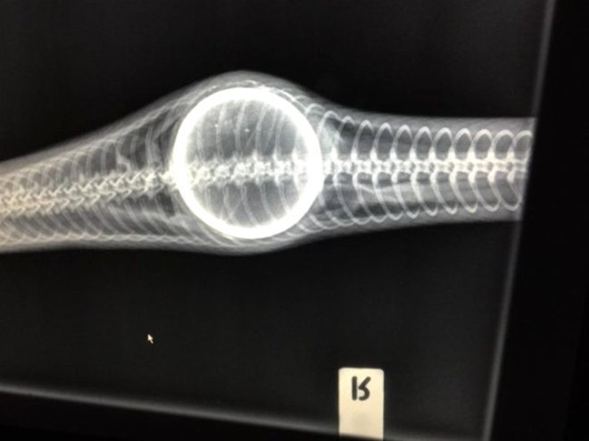 Vücudunda şişlik olan yılan kusturulunca... İçinden çıkana bakın! - Resim: 3