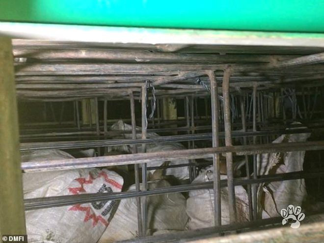 Vahşet!! Çuvallara koydukları köpekleri, döve döve öldürüp yiyorlar - Resim: 2