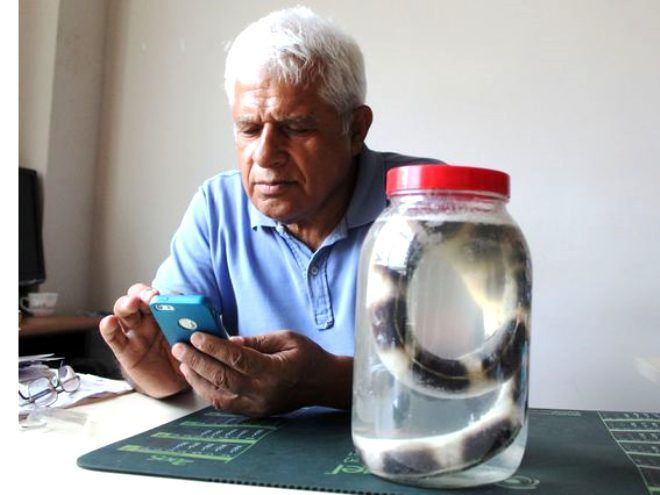 Balıkçıları korkutan av! Atlas Okyanusu'nu geçti ilk kez Antalya'da görüldü - Resim: 4