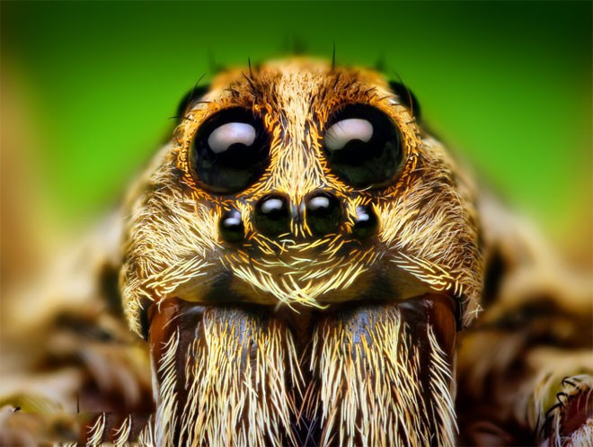 Isırdığı adamın bacakları kesildi! İnanılmaz olay - Resim: 2