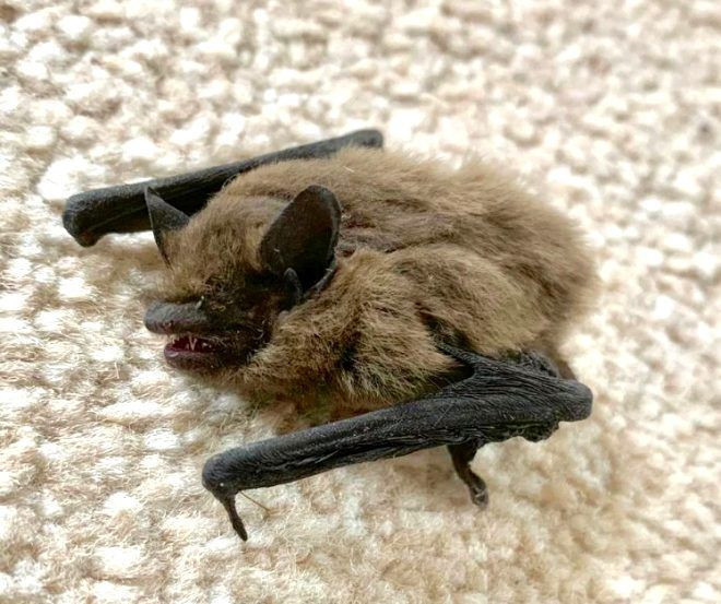 Yer İngiltere! Yarasa 2 yaşındaki çocuğa kabusu yaşattı - Resim: 3