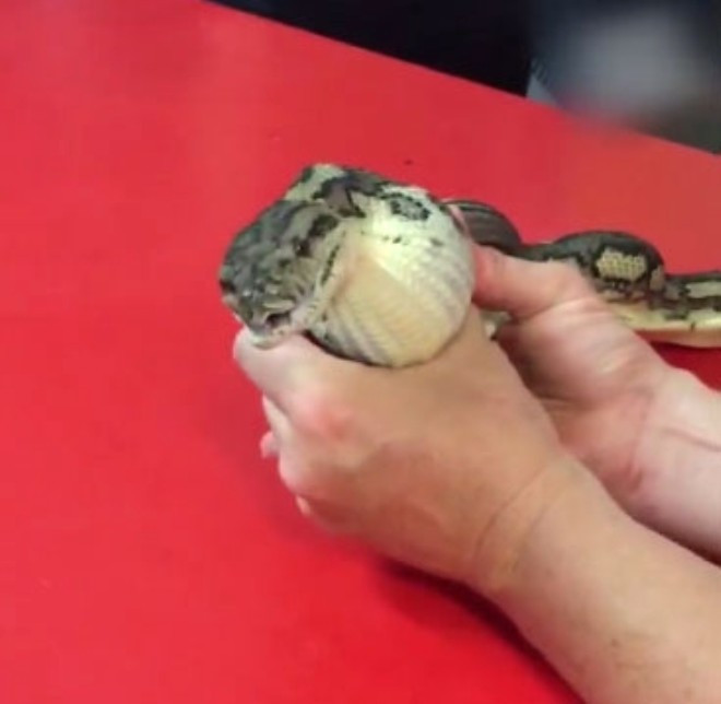 Vücudunda şişlik olan yılan kusturulunca... İçinden çıkana bakın! - Resim: 4