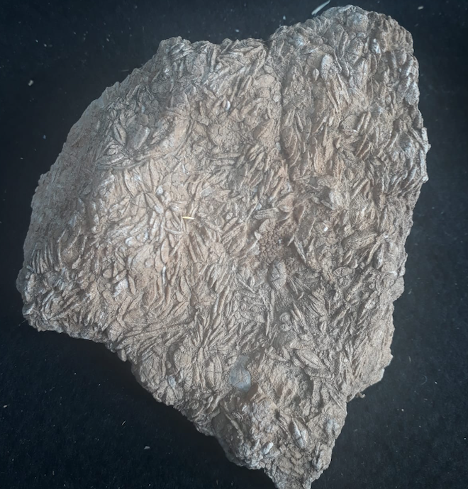 Gabar Dağı'nda bulunanlar 45 milyon yıllık çıktı Şırnak tarihini değiştirecek keşif - Resim: 2