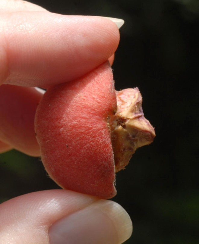 Blushwood meyvesi kanser hastalarına umut oldu - Resim: 4