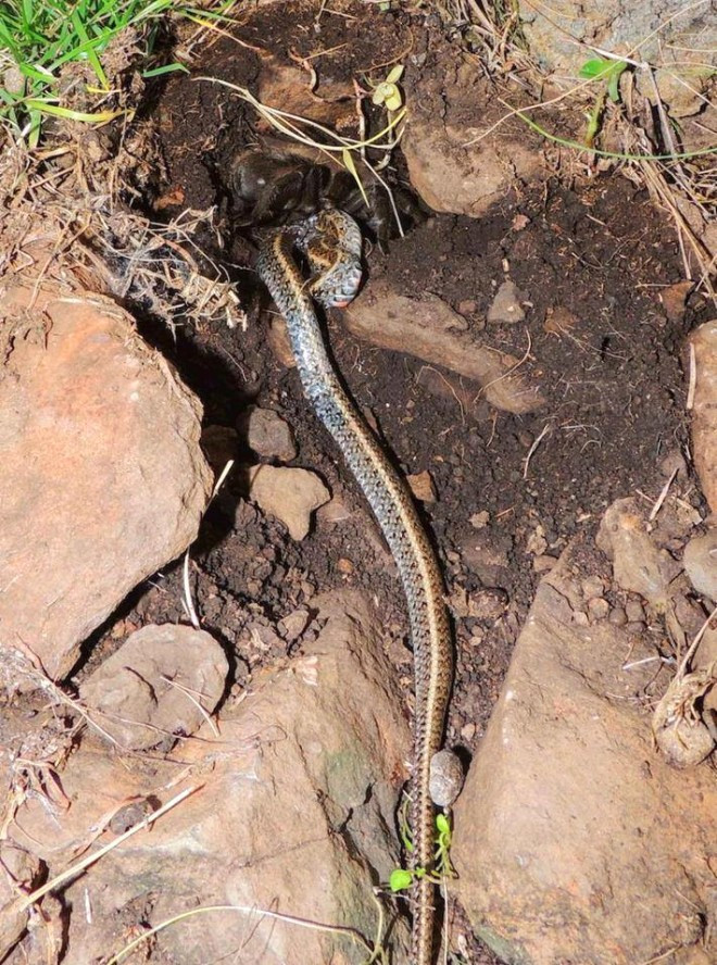 Böylesi daha önce görülmedi! Örümcek ve yılan savaşı - Resim: 4