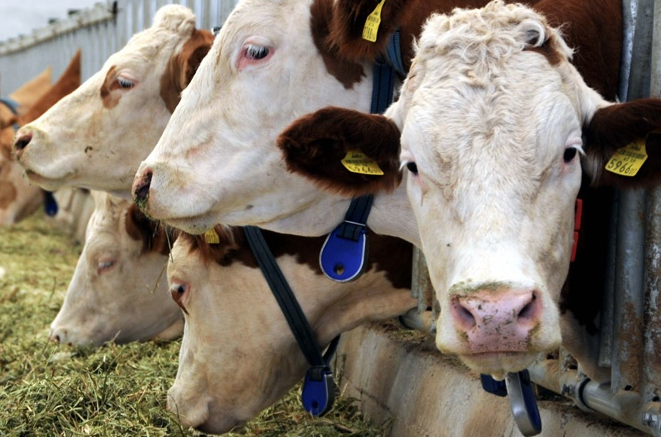 Bill Gates 'dünyanın en büyük sorunu' dedi! İnekler hakkında korkutan gerçek - Resim: 4