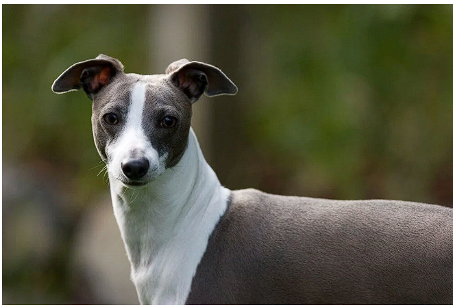 İlk kez görüldü eşcinsel çift bulaştırdı! DSÖ ve CDC'den peş peşe açıklamalar - Resim: 2