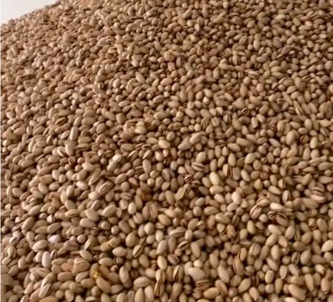 Fıstıkların içinde yüzdü yetmez gibi tükürdü! Fıstık deposunda rezillik - Resim: 1