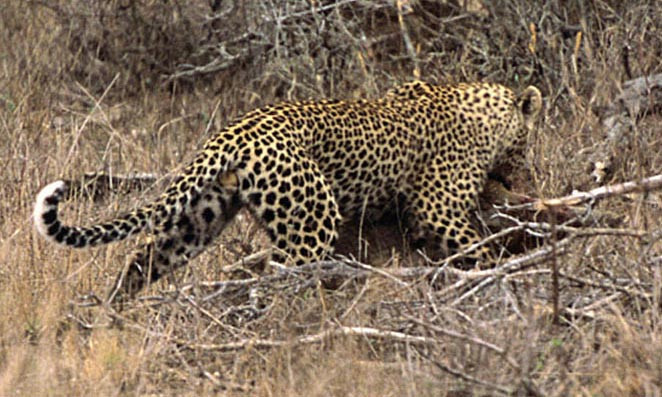 Leoparın zor timsah avı  - Resim: 3