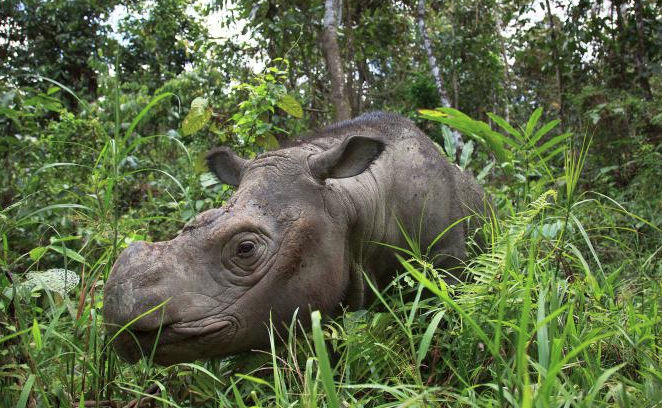Malezya'dan kötü haber! Son erkek Sumatra gergedanı ülkeyi yasa  boğdu - Resim: 2