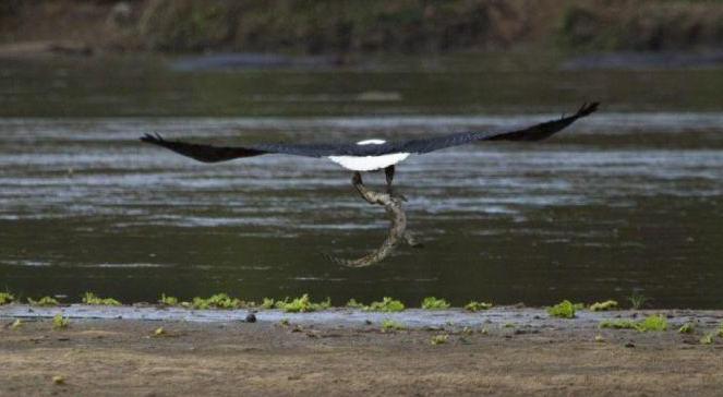 Timsahı gözüne kestirdi ve böyle avladı - Resim: 4