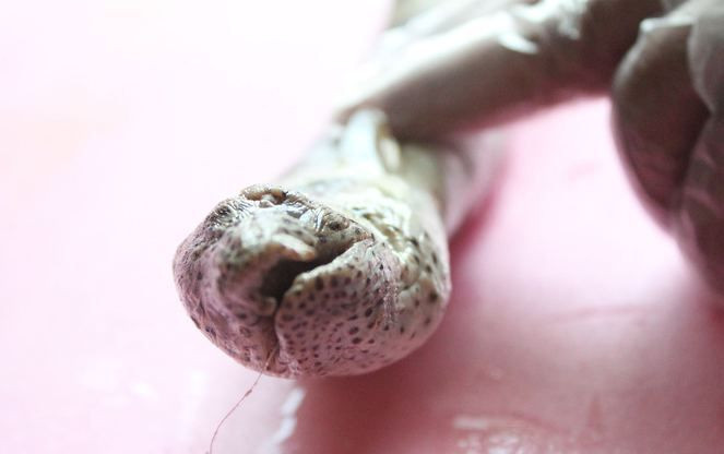 Atlas Okyanusunu geçen eğerli yılan balığı Antalya'da ortaya çıktı! - Resim: 1