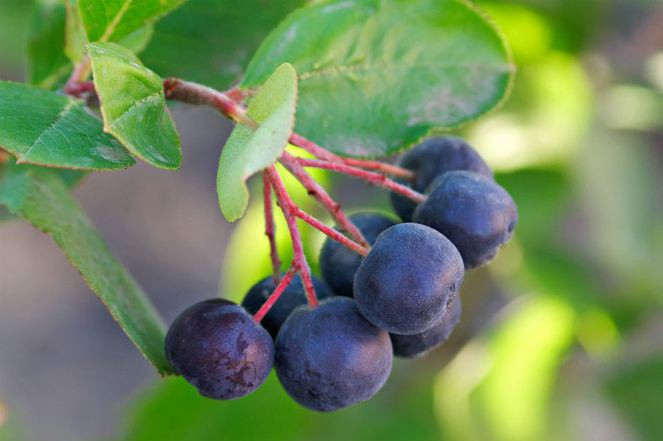 Hafızanızı güçlendirmek için bunları yiyin! - Resim: 3
