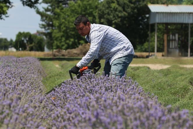 Her damlası çok değerli! Litresi tam 780 lira - Resim: 4