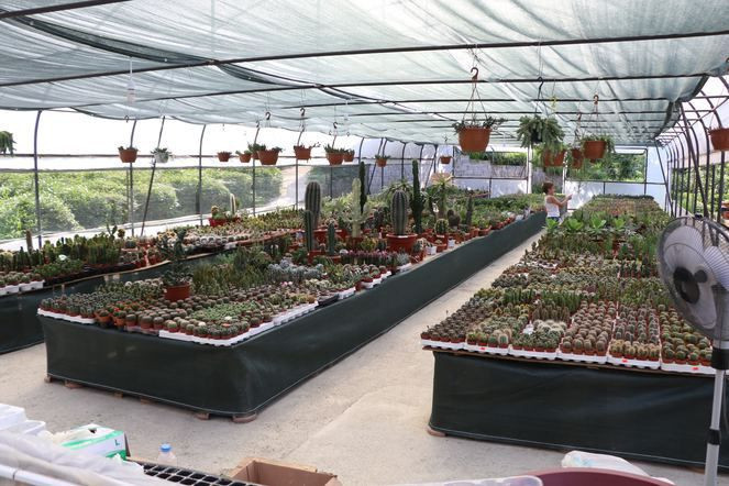 Karadeniz'de kaktüs olmaz dediler ama o inat edip başardı! - Resim: 2