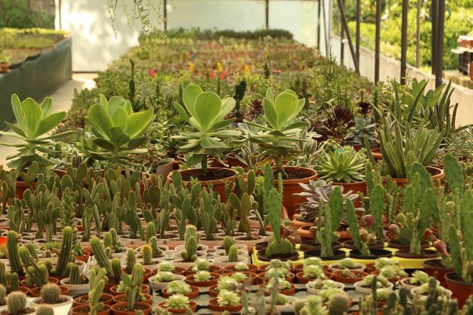 Karadeniz'de kaktüs olmaz dediler ama o inat edip başardı! - Resim: 1