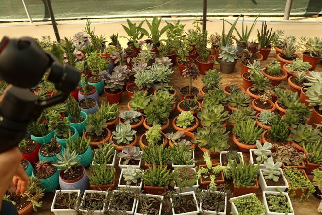 Karadeniz'de kaktüs olmaz dediler ama o inat edip başardı! - Resim: 4