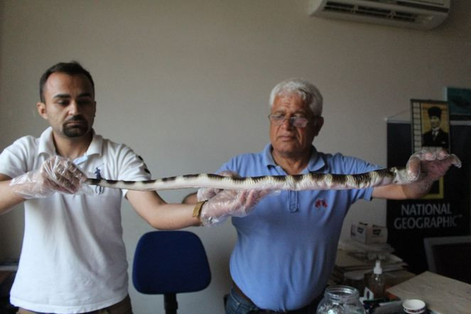 Atlas Okyanusunu geçen eğerli yılan balığı Antalya'da ortaya çıktı! - Resim: 4