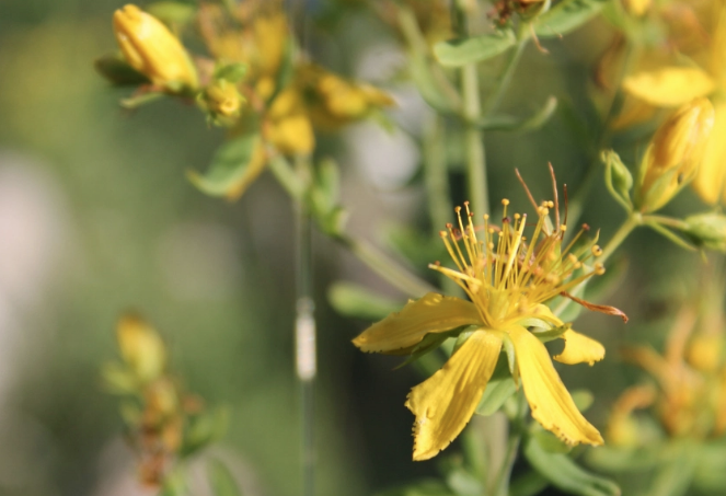 Yağı da bir o kadar etkili olan kantaron çiçeğinin mucizevi faydaları - Resim: 4