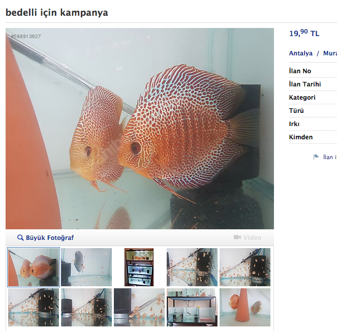 Bedelli için herşeyi satıyorlar! At, balık, dumbell, araba, ev, arsa, çakmak... - Resim: 3