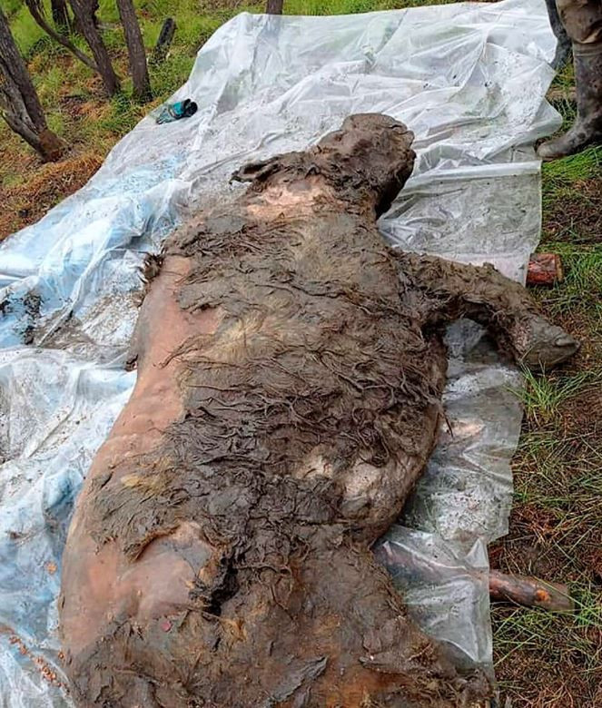 Sibirya'da keşfedildi 40 bin yıldır buzulda korunmuş tüyleri bile üzerinde - Resim: 2