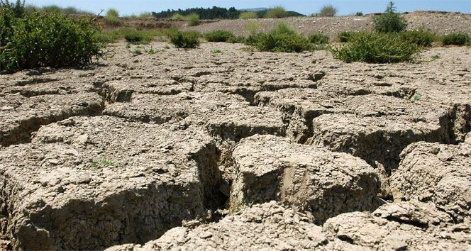 İklim değişikliği fena vuracak! Tiryakisine kötü haber yüzde 50 azalacak - Resim: 3