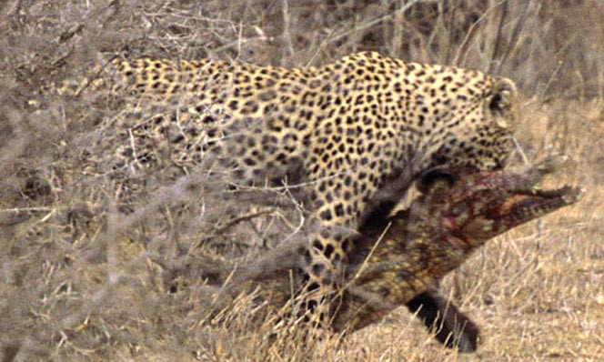 Leoparın zor timsah avı  - Resim: 2