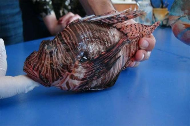 İlk kez Türkiye'de ortaya çıktı balıkçılar şokta - Resim: 1