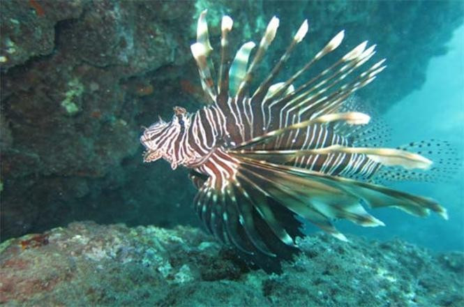 İlk kez Türkiye'de ortaya çıktı balıkçılar şokta - Resim: 2