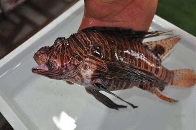 İlk kez Türkiye'de ortaya çıktı balıkçılar şokta - Resim: 3