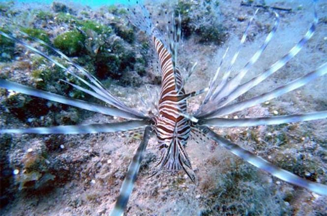 İlk kez Türkiye'de ortaya çıktı balıkçılar şokta - Resim: 4