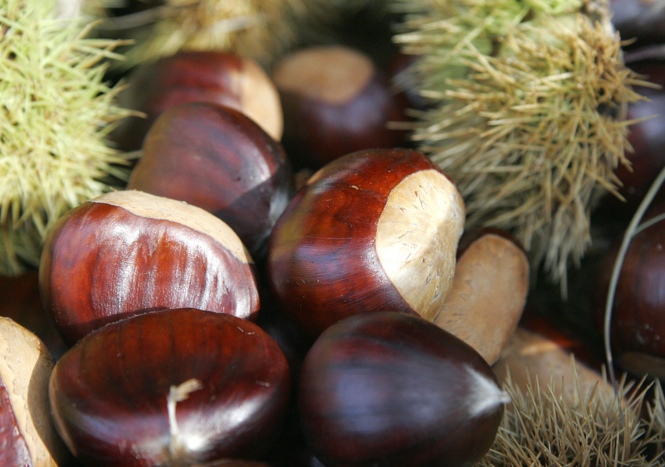 Kestane cinsel gücü arttırmada birebir - Resim: 3