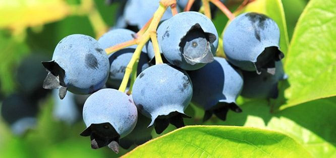 Yaban mersininin faydaları neler? Bu yararını duyunca çok şaşıracaksınız! - Resim: 2