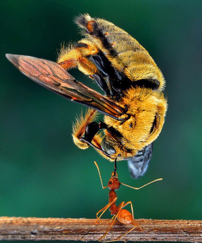 Hayrete düşüren kareler karıncaları daha önce hiç böyle görmediniz! - Resim: 1