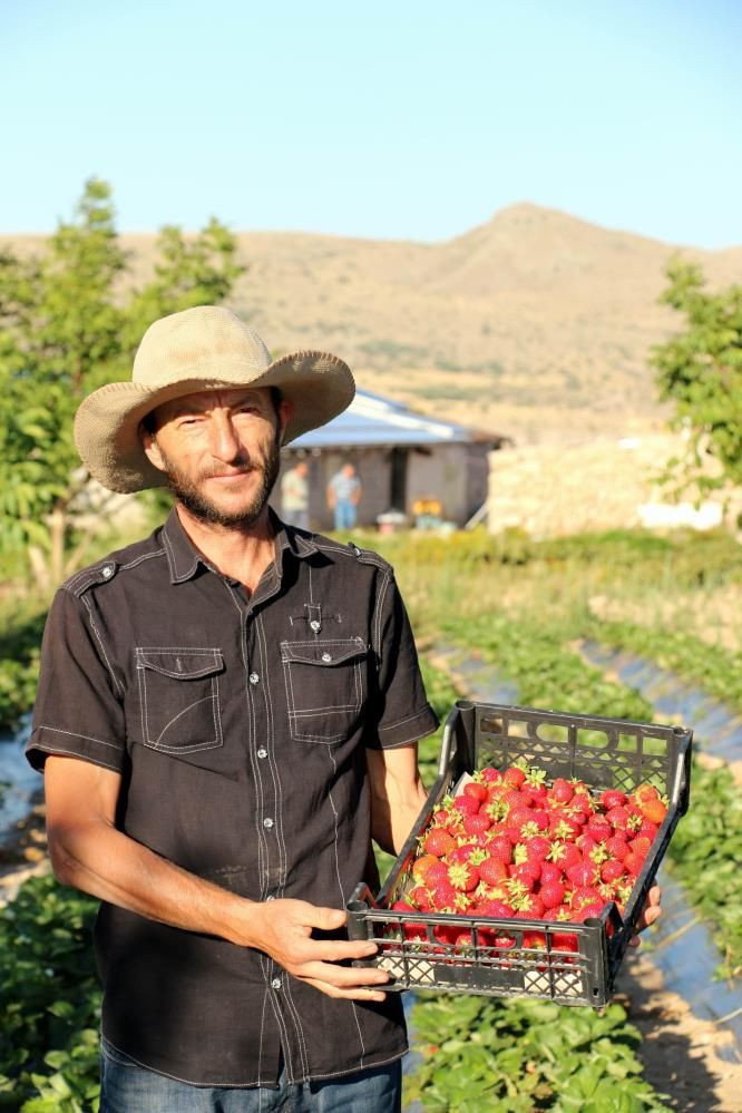 İstifa edip köye döndü! Nevşehir'de yılda 7 ton çilek üretiyor isteyen bir ay bekliyor - Resim: 3
