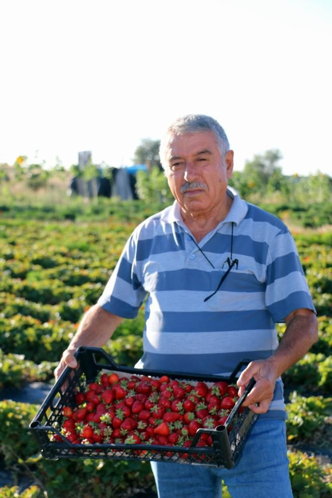 İstifa edip köye döndü! Nevşehir'de yılda 7 ton çilek üretiyor isteyen bir ay bekliyor - Resim: 4