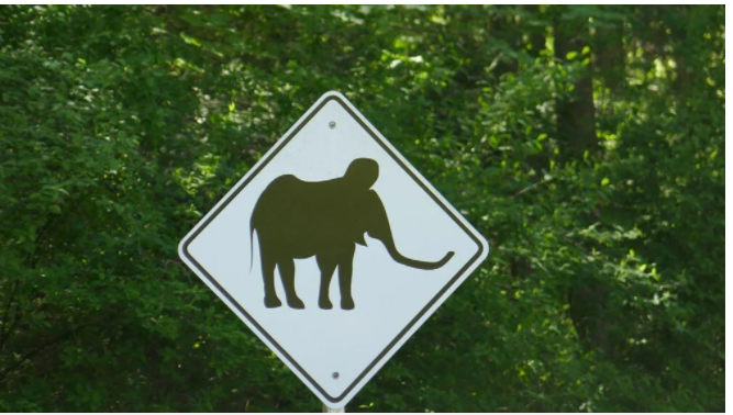 Nesli tükenen yünlü mamutlar yeniden doğacak! Küresel ısınmaya karşı adım atıldı - Resim: 4